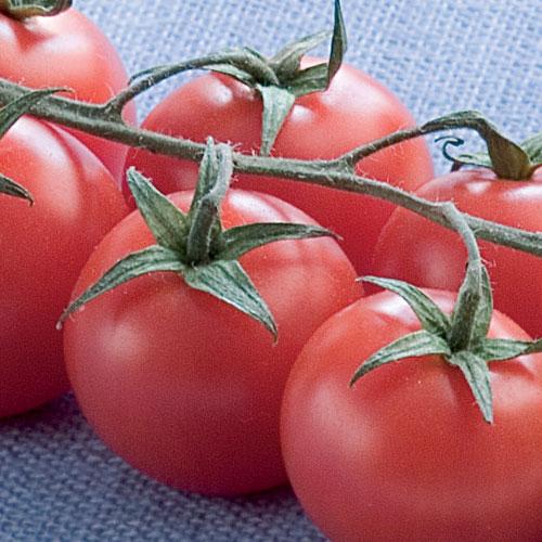 Fiskspett med tomatsås