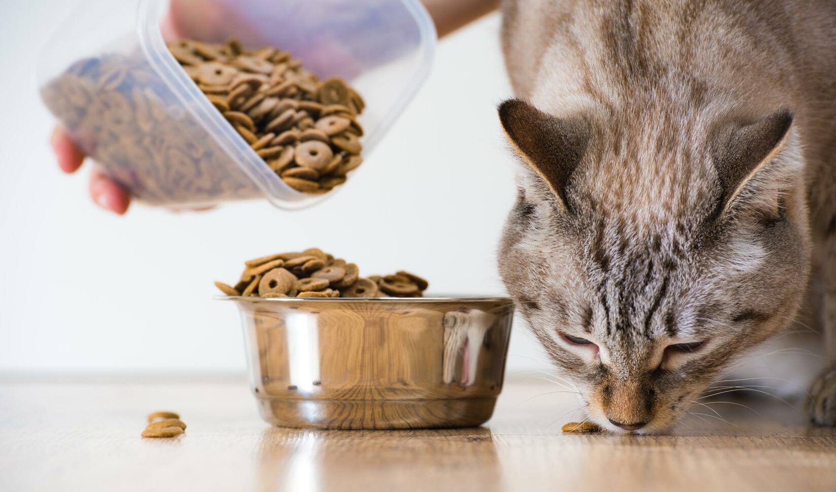 Klarar sig min katt enbart på torrfoder?