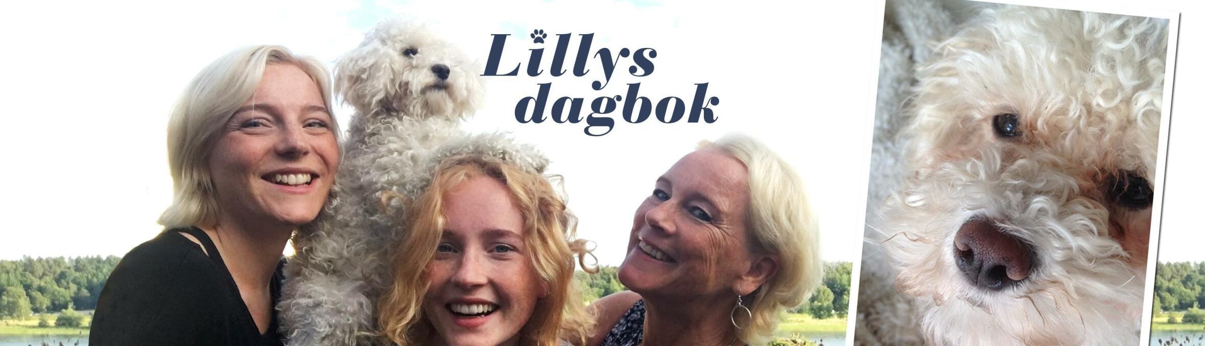 Möt vår nya bloggare – hunden Lilly!