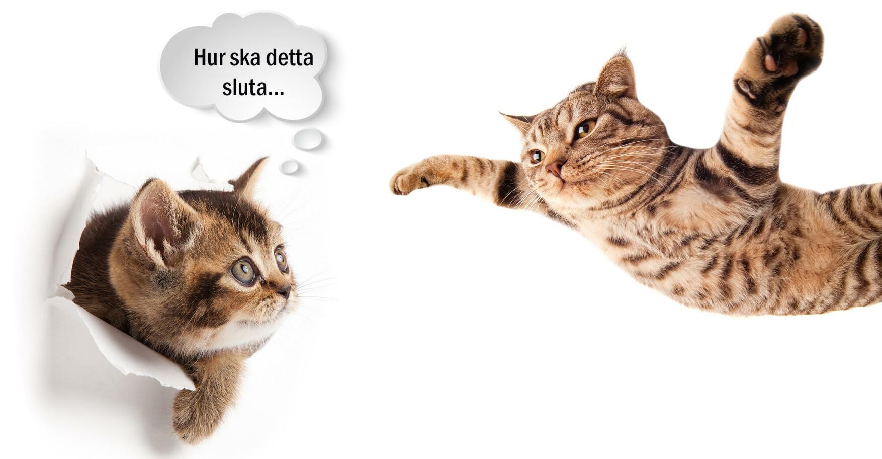 21 bilder på katter tagna i rätt ögonblick