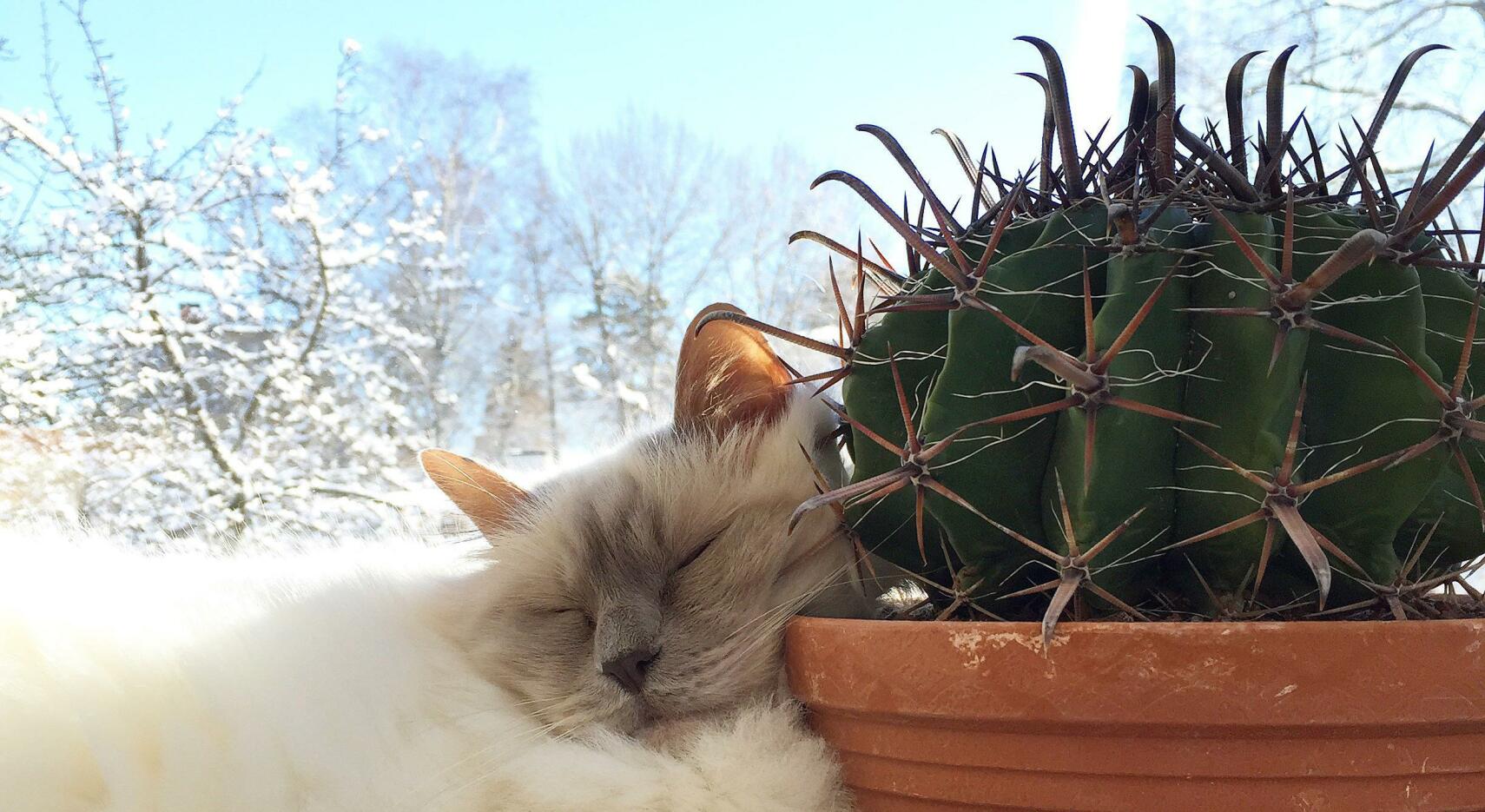 Kattsäkra krukväxter och snittblommor