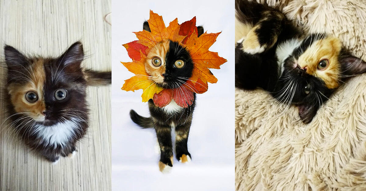 Varning för sötchock – Yana är den gulligaste katten vi sett på länge