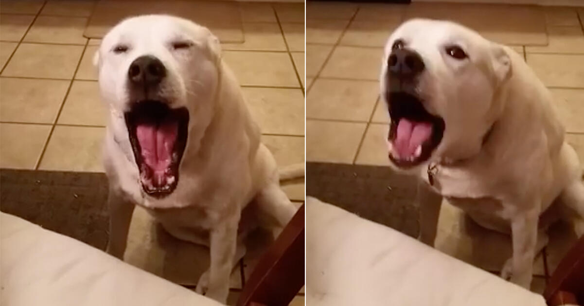 Den här pratsamma hunden är det härligaste vi sett idag