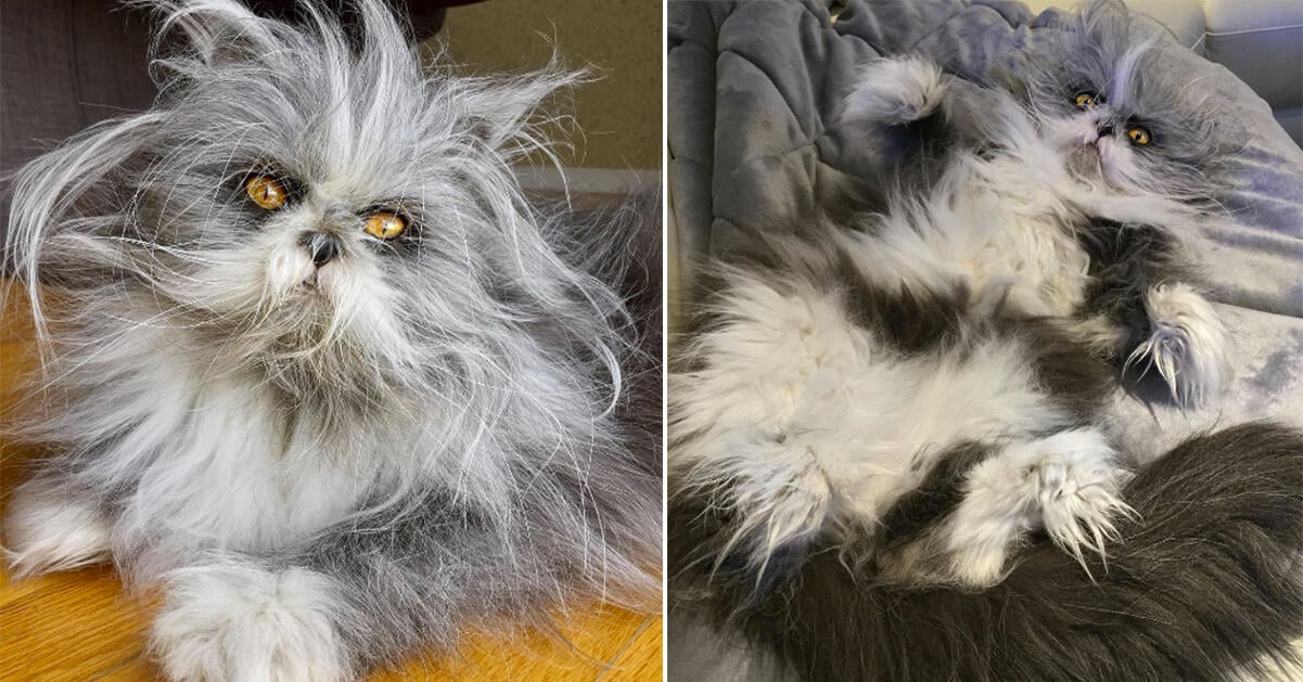 “Varulvskatten” som tar internet med storm är det gulligaste vi sett på länge