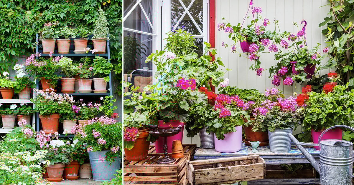 10 fina pelargonsorter som är lätta att sköta
