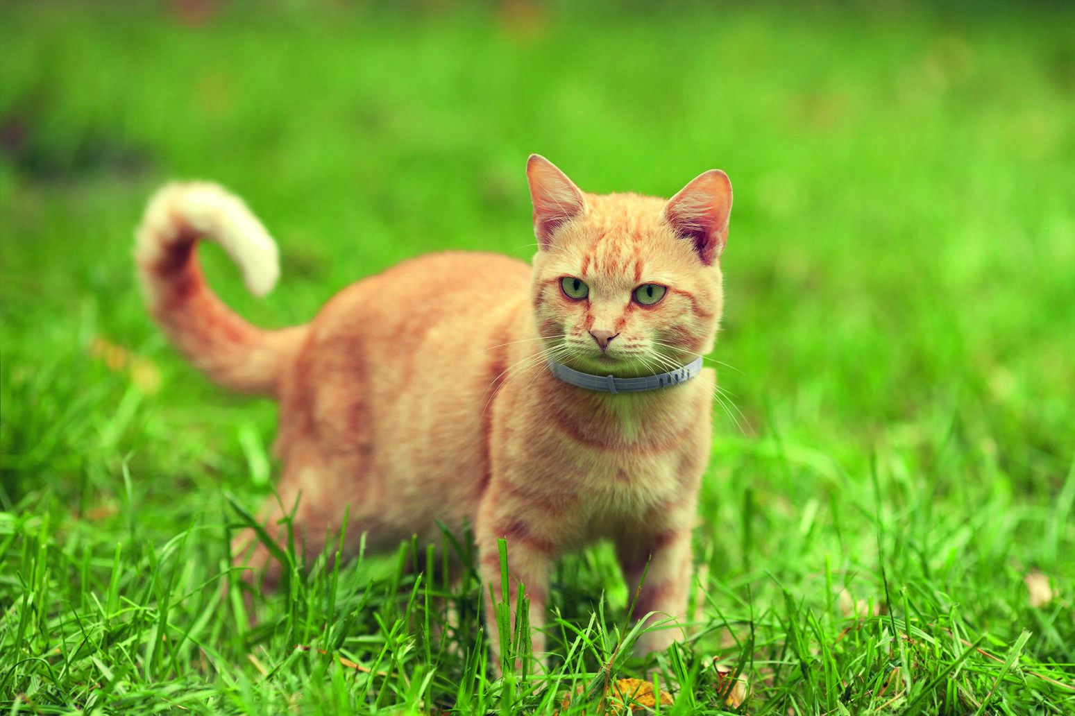 Inte låter du din katt ta med ohyra hem?