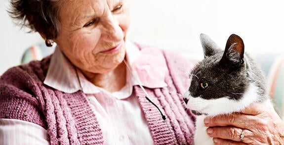 En ny studie visar att katter föredrar mänsklig kontakt framför mat eller leksaker. Foto: Istock.