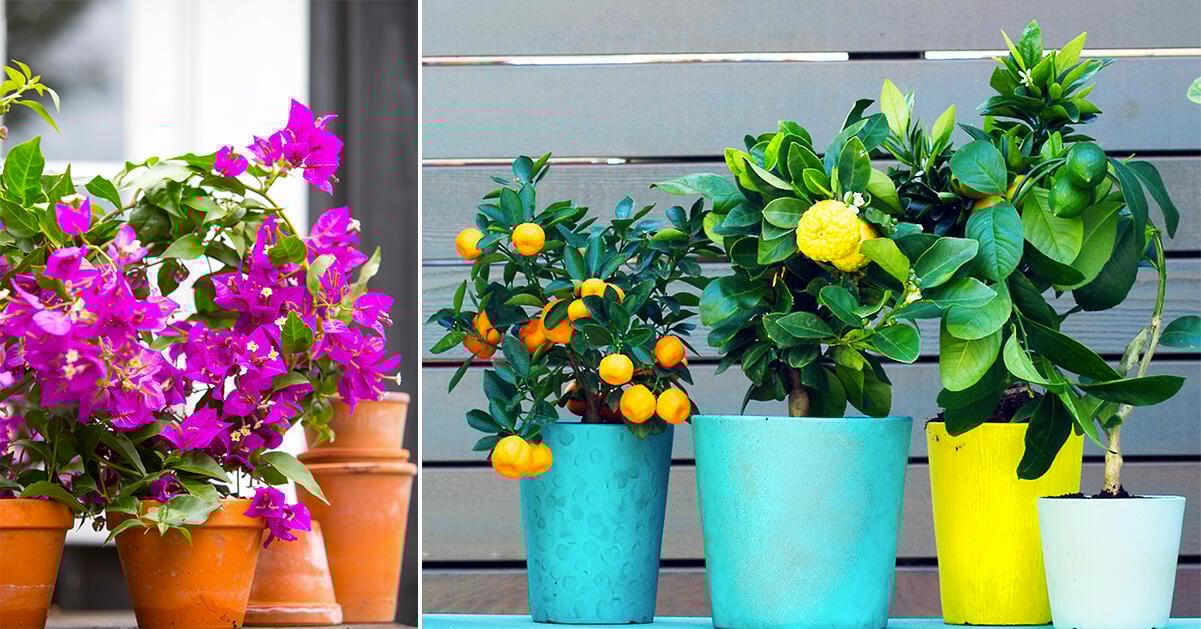 10 favoritblommor för soliga fönster och varma utelägen
