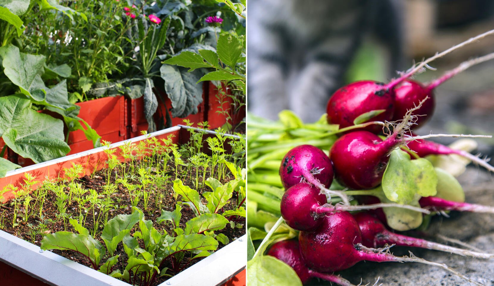 7 ätbara favoriter som du kan så i juli!