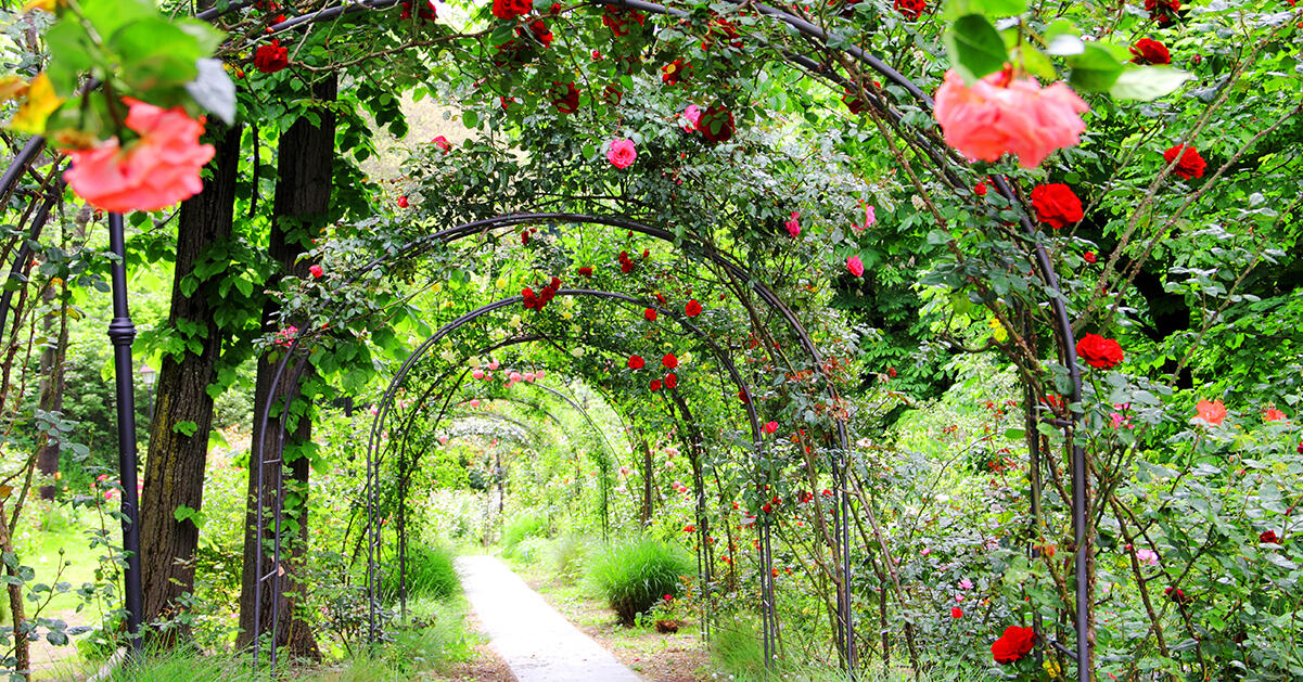 10 prisade rosor med ljuvlig blomning