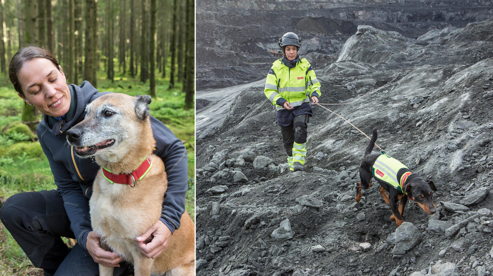Inga onödiga smällar här – det ser våra hundar till!
