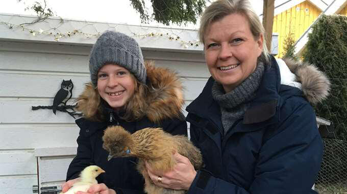 Familjens färdigköpta ägg blev liten kyckling!