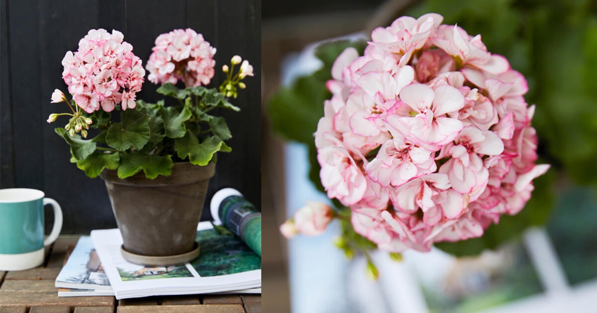 Årets pelargon är korad – unika Picotee Pink