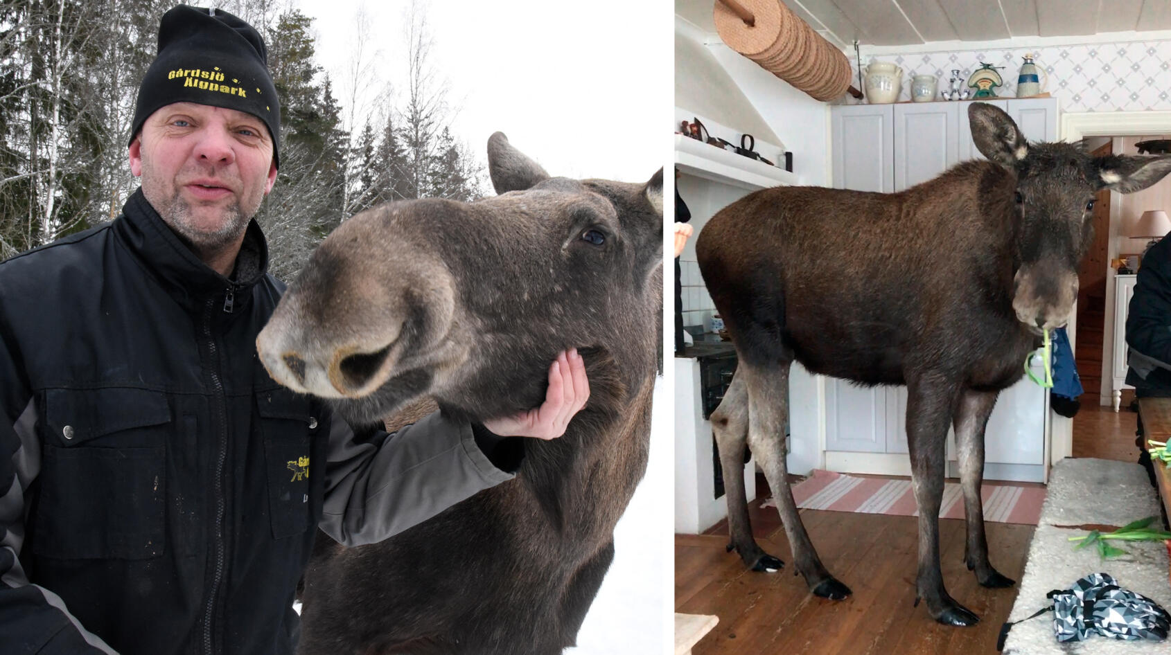 Leif har en tam älg i huset