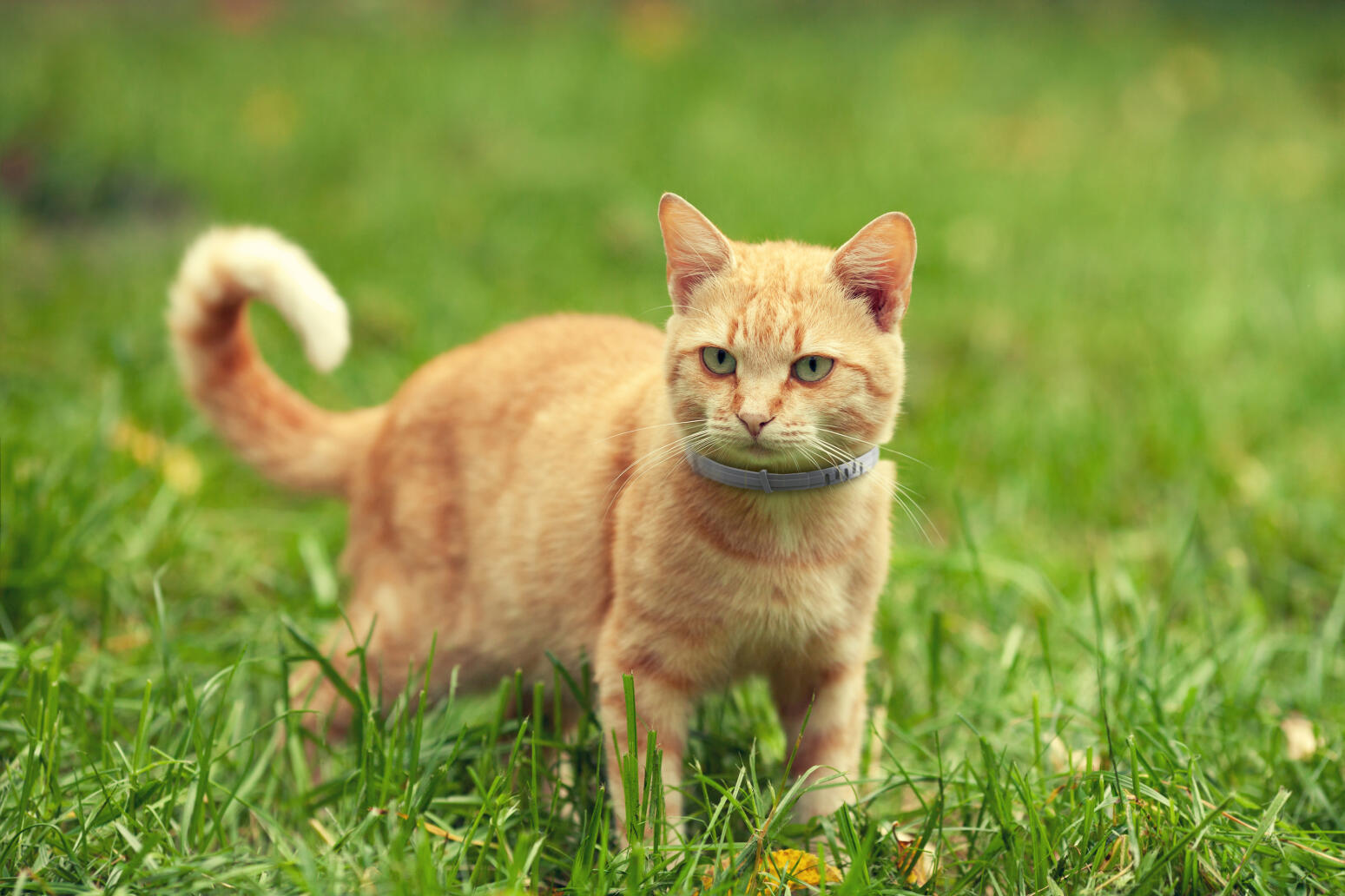 Låt inte katten dra in fästingar