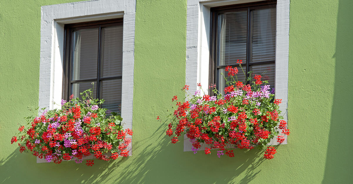 10 råd för dig som vill lyckas med pelargonerna i vår