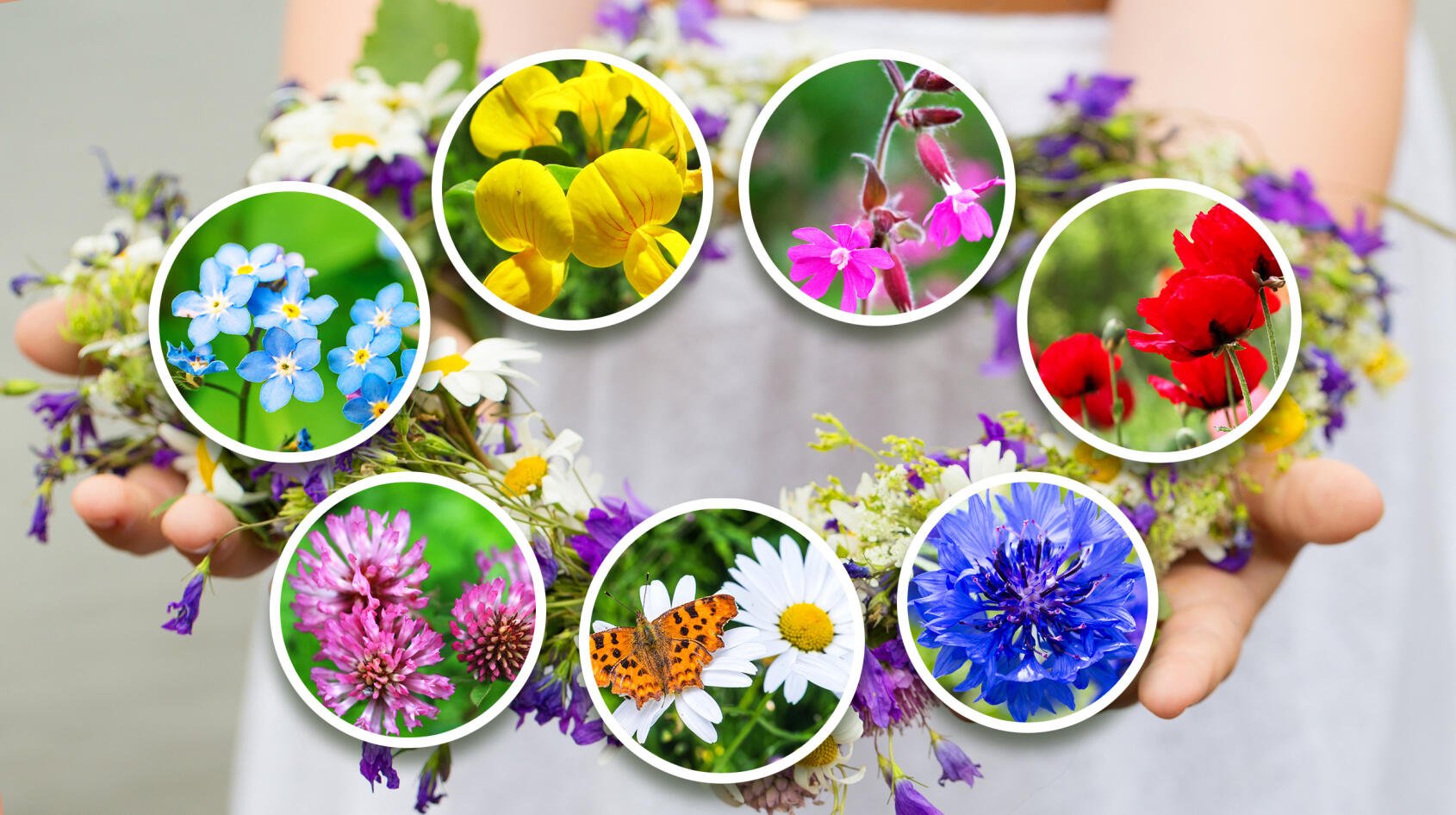 Gå på jakt efter sju sorters blommor!