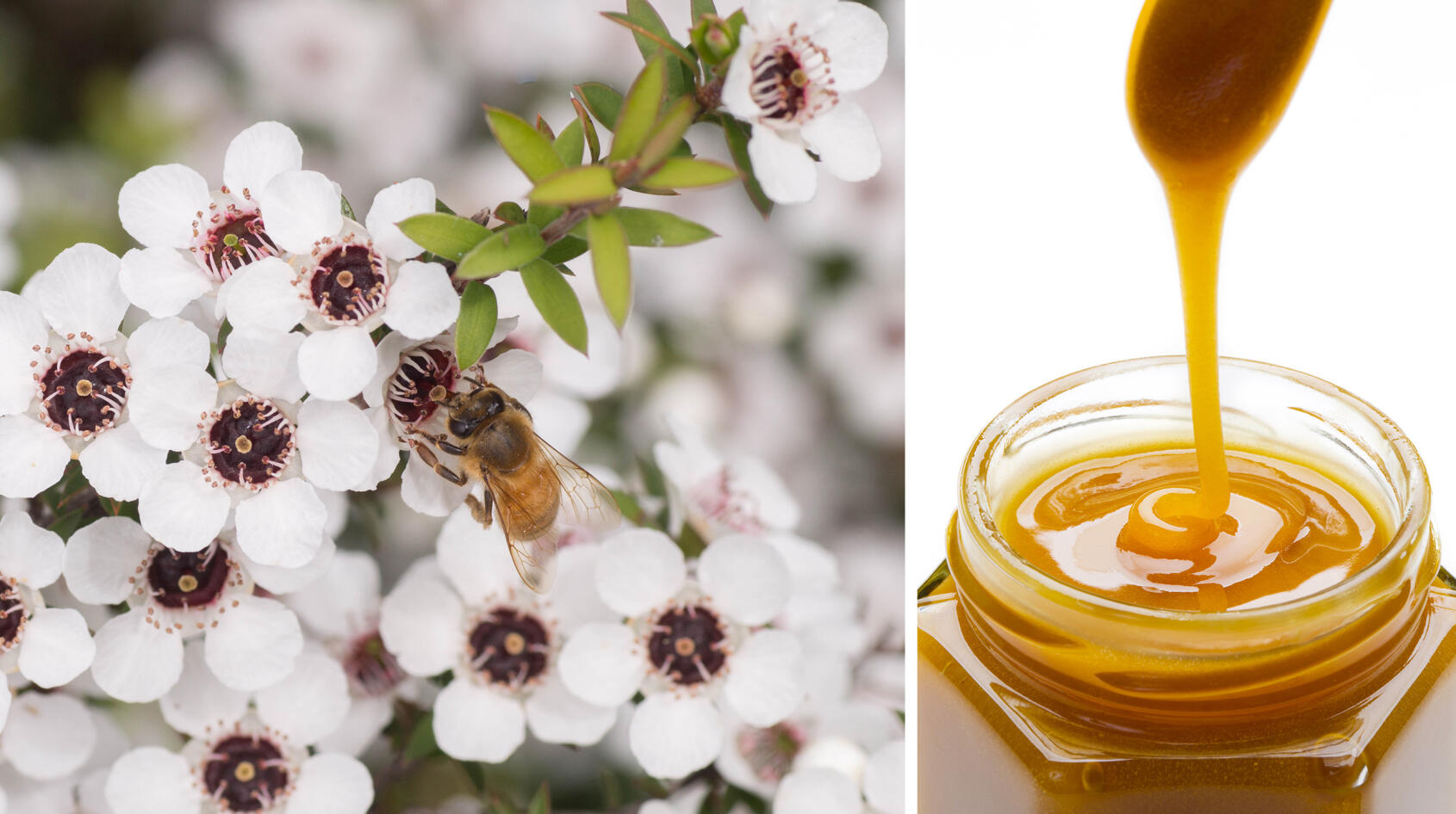 Honung – den naturliga sårläkaren