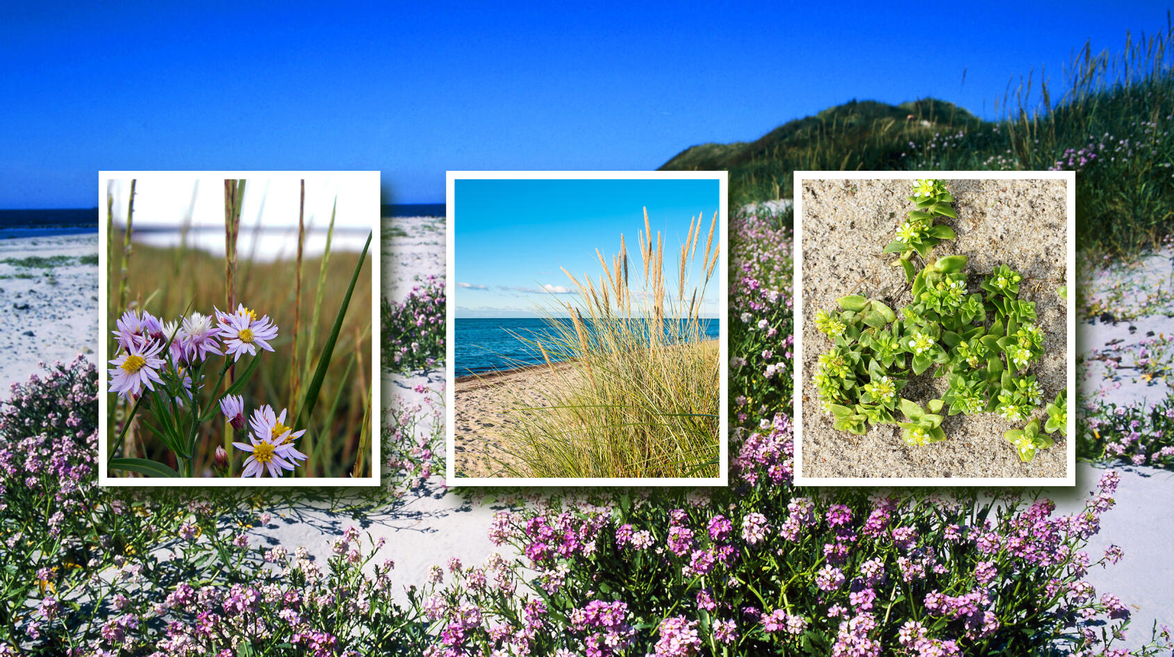 Visst blommar det på beachen!