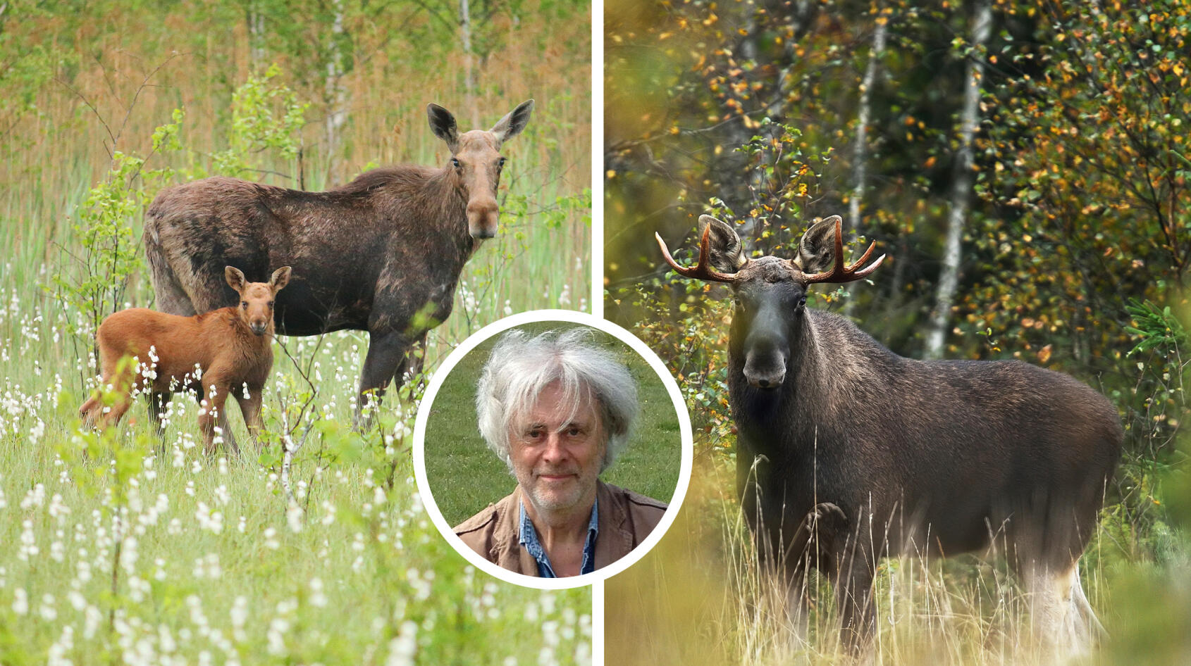 Håll avstånd till Skogens konung!