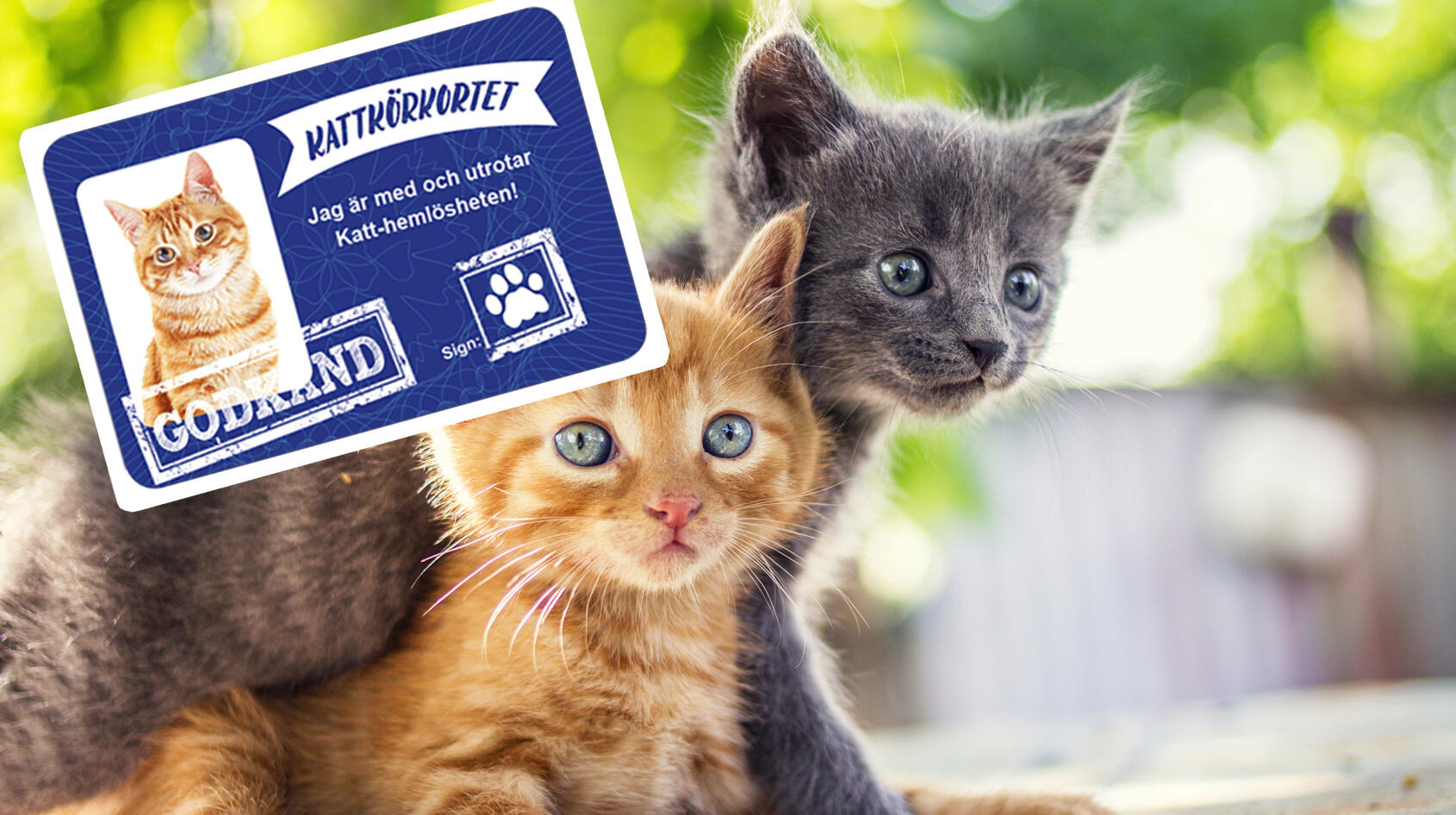 Nyheten: ta körkort – för katten!