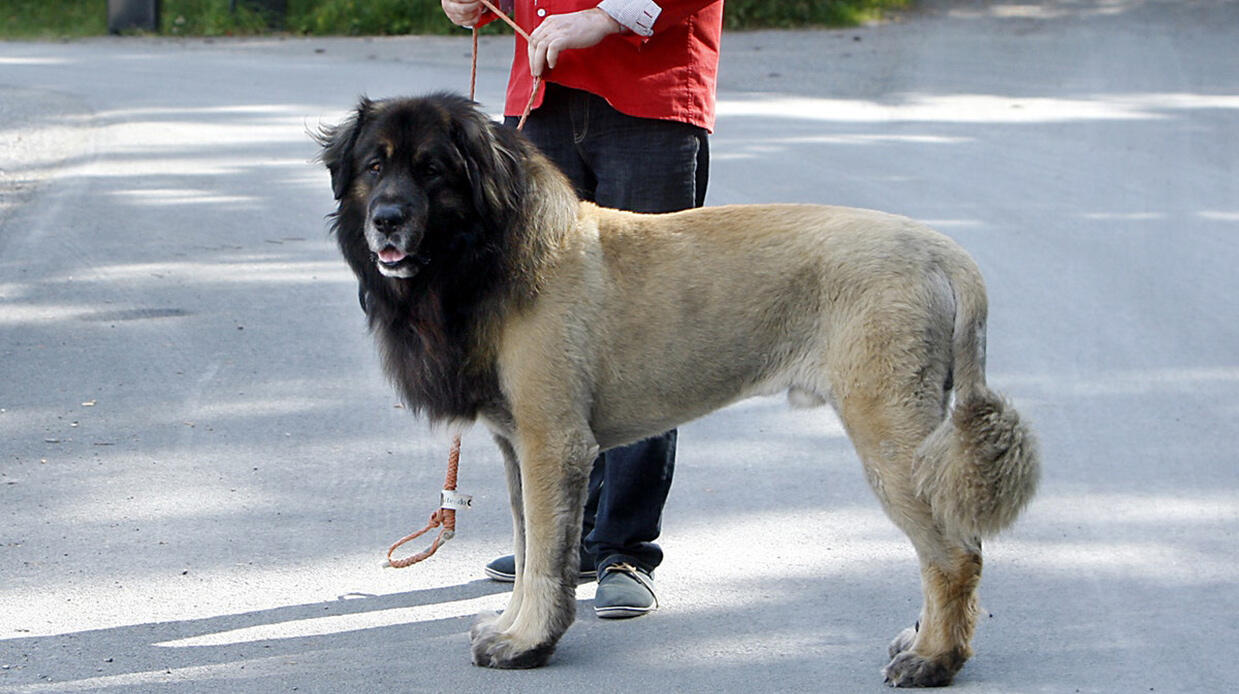 Kopplat lejon var nyklippt hund!