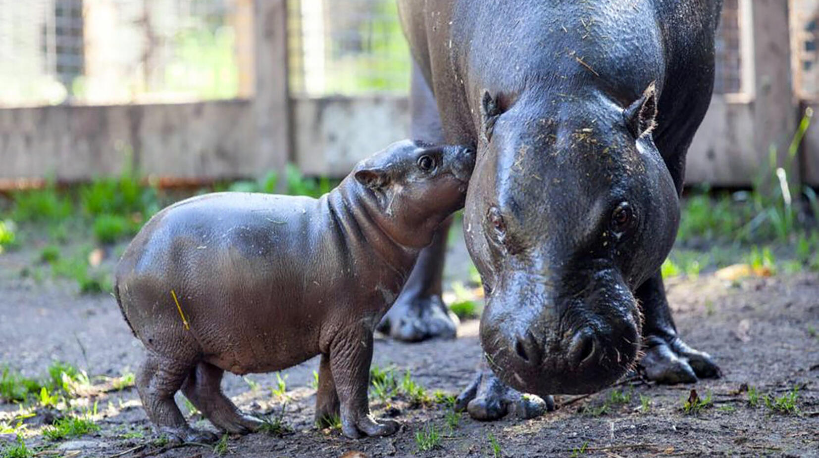 Mystisk babylycka på Parken Zoo