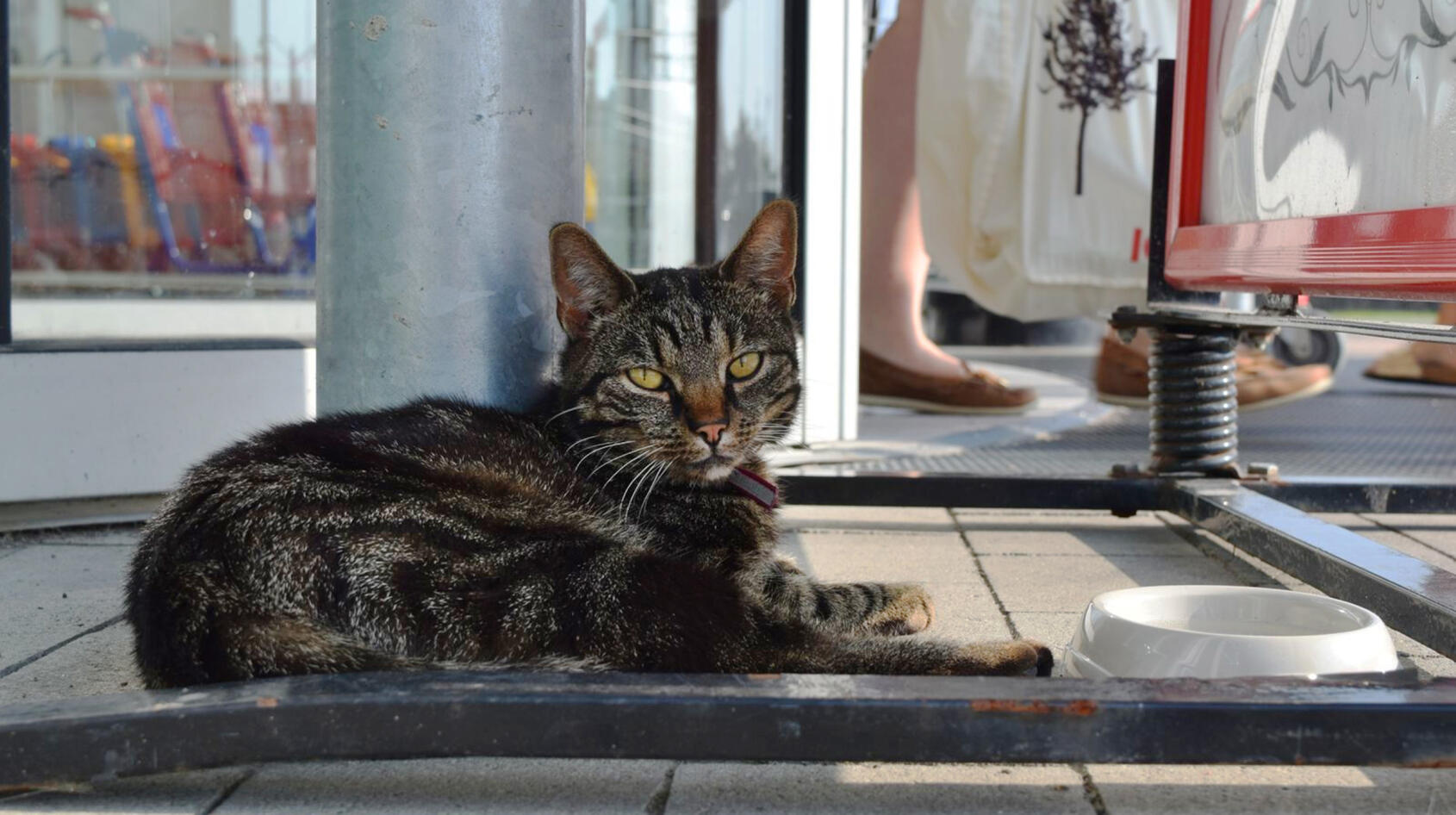 Katten Ica-Rufus är allas kelgris