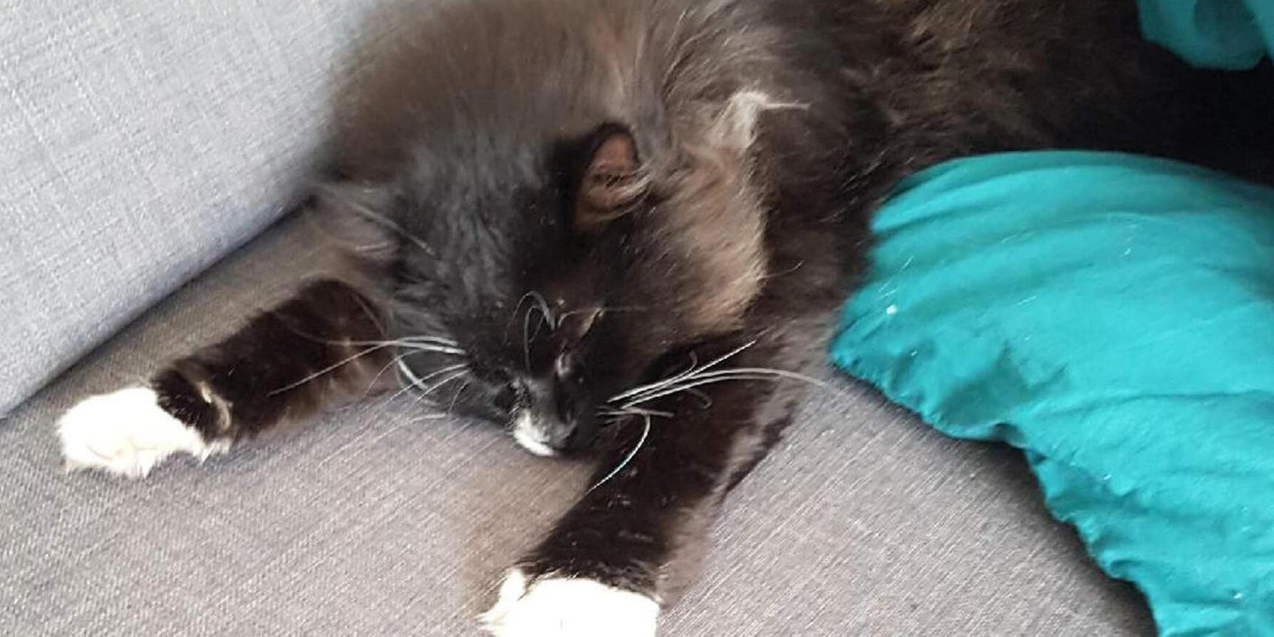 Familjen begravde fel katt!