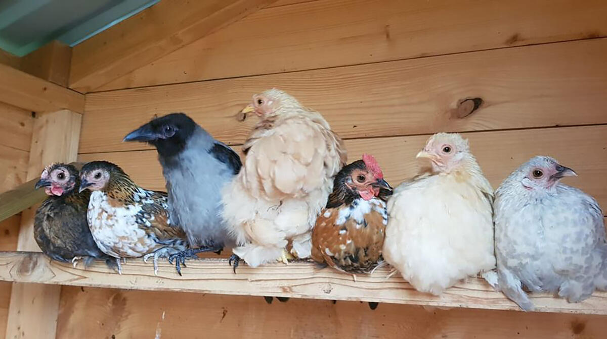 Kråkan Åsa flyttade in i hönshuset