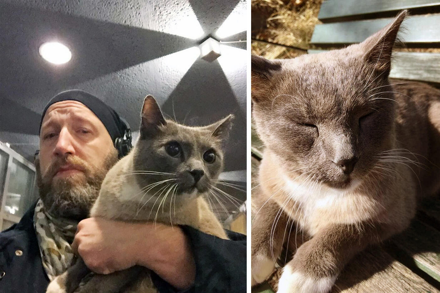 Kändiskatten Cato hemma igen!