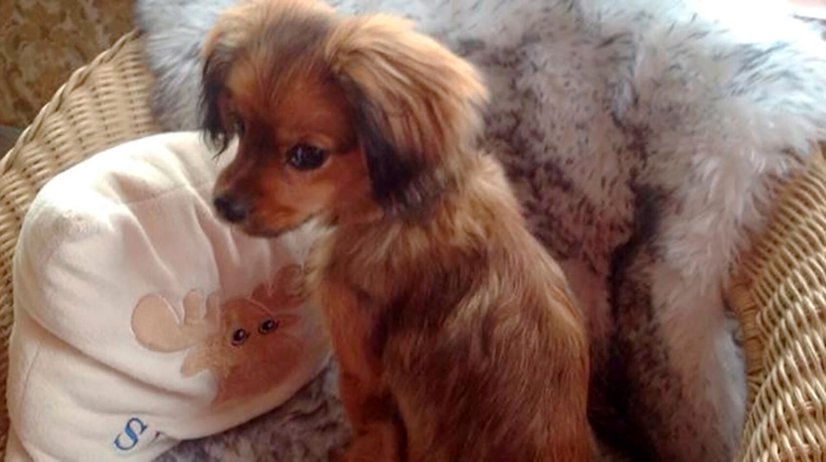 Hunden Alice sniffade upp fyra kilo guld