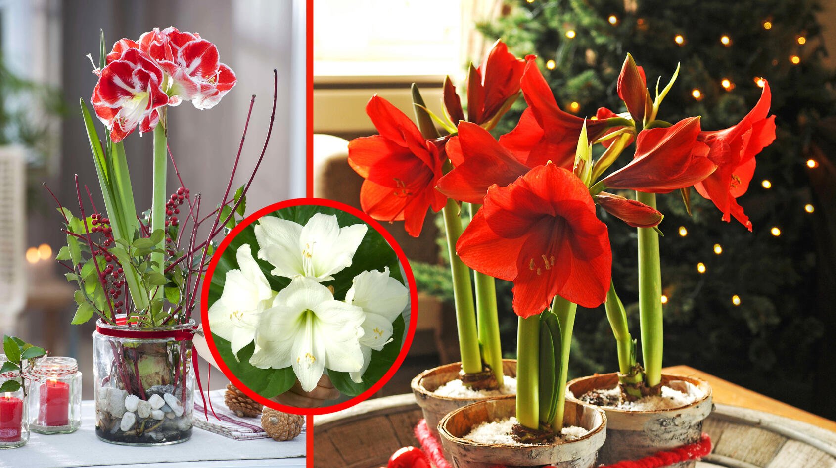 Amaryllis – Julens härliga höjdare!
