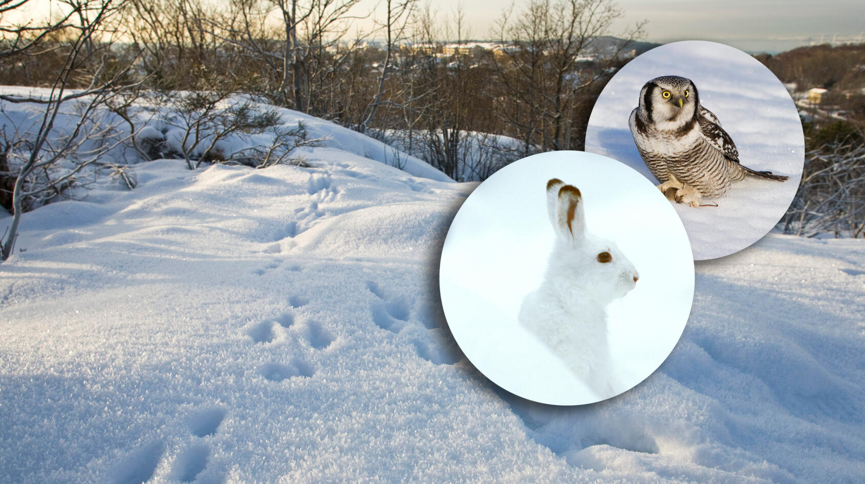 Spåren i snön avslöjar djuren!