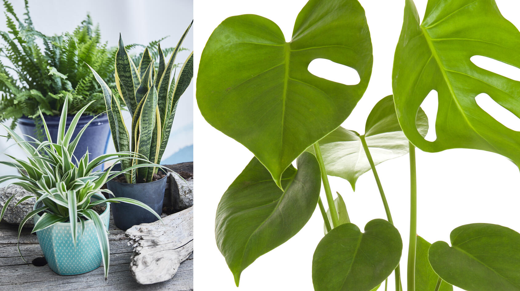 5 fina luftrenare att ha hemma!