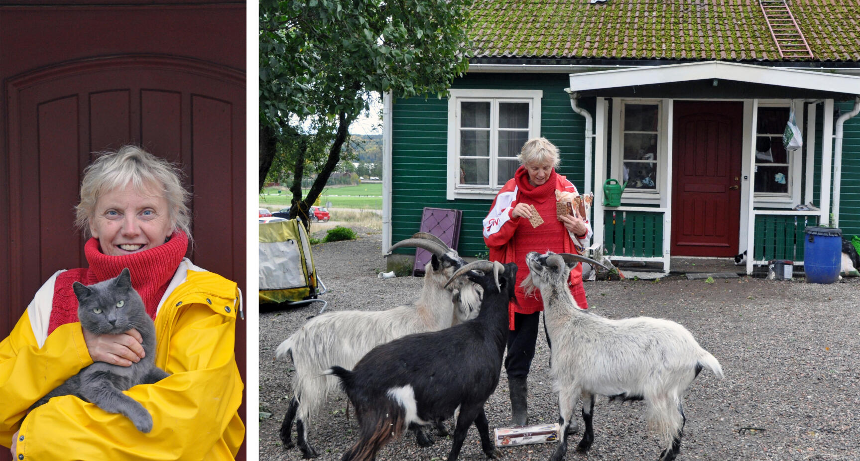 Getter, gäss, påfåglar – hos Eva får alla en fristad!