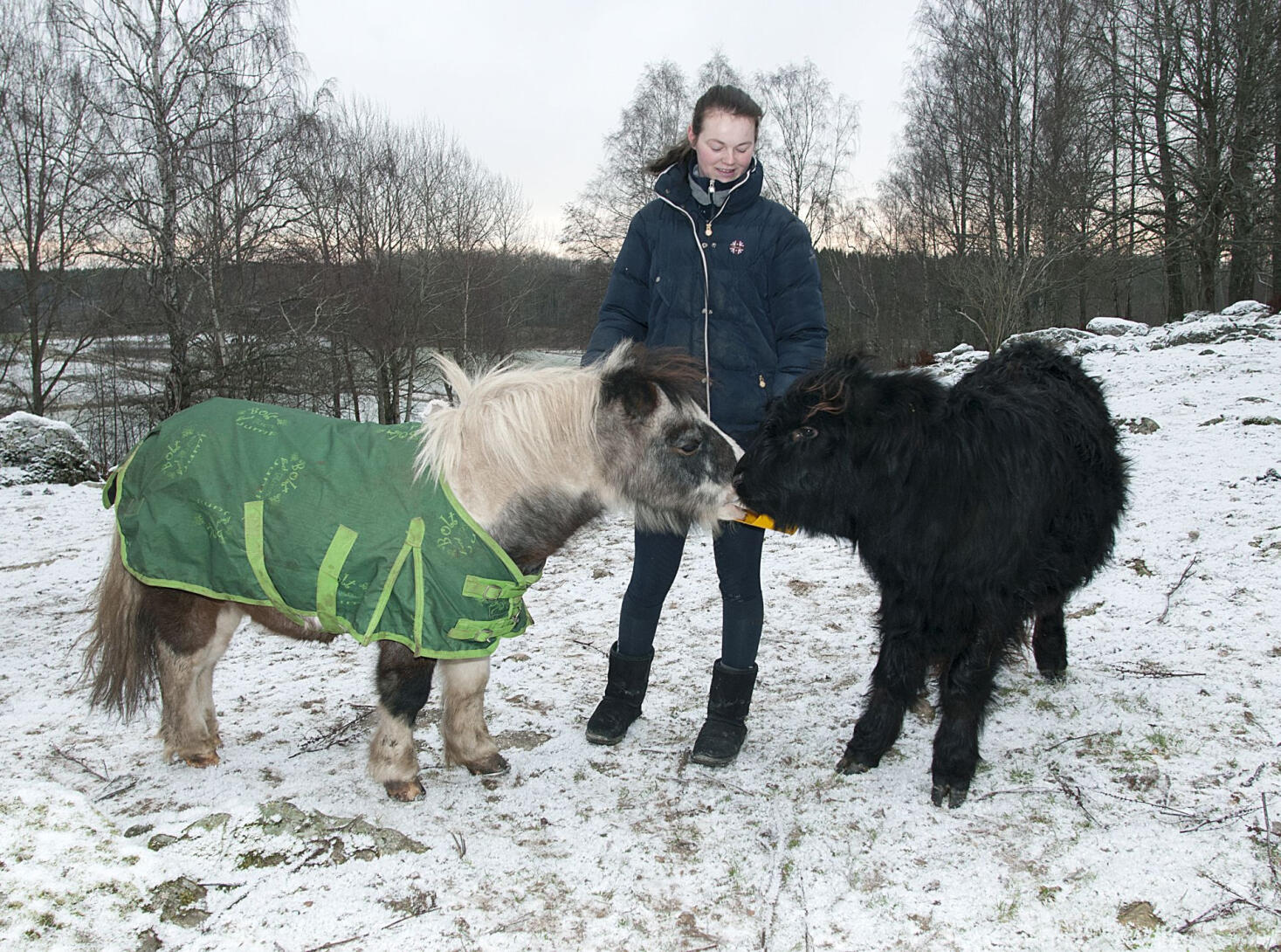 Ponnyn Nore blev adoptivpappa till kalven Sigge – nu är de bästa vänner!