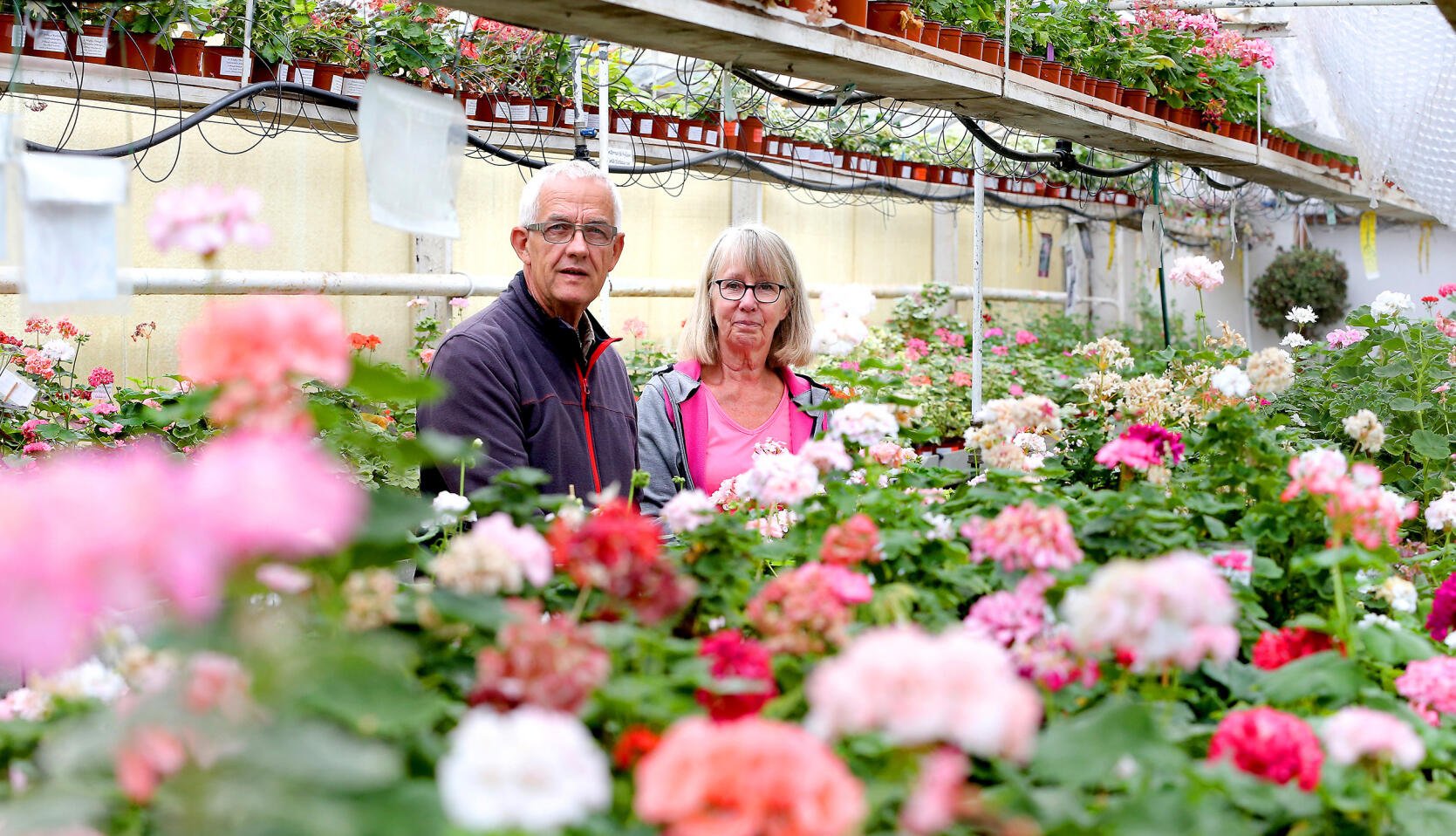 Följ med till Eva och Johns pelargonparadis!