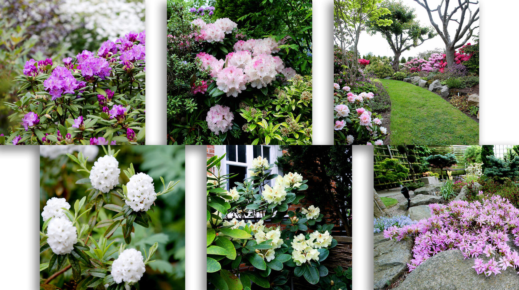 Bildspel: Underbart med rhododendron!
