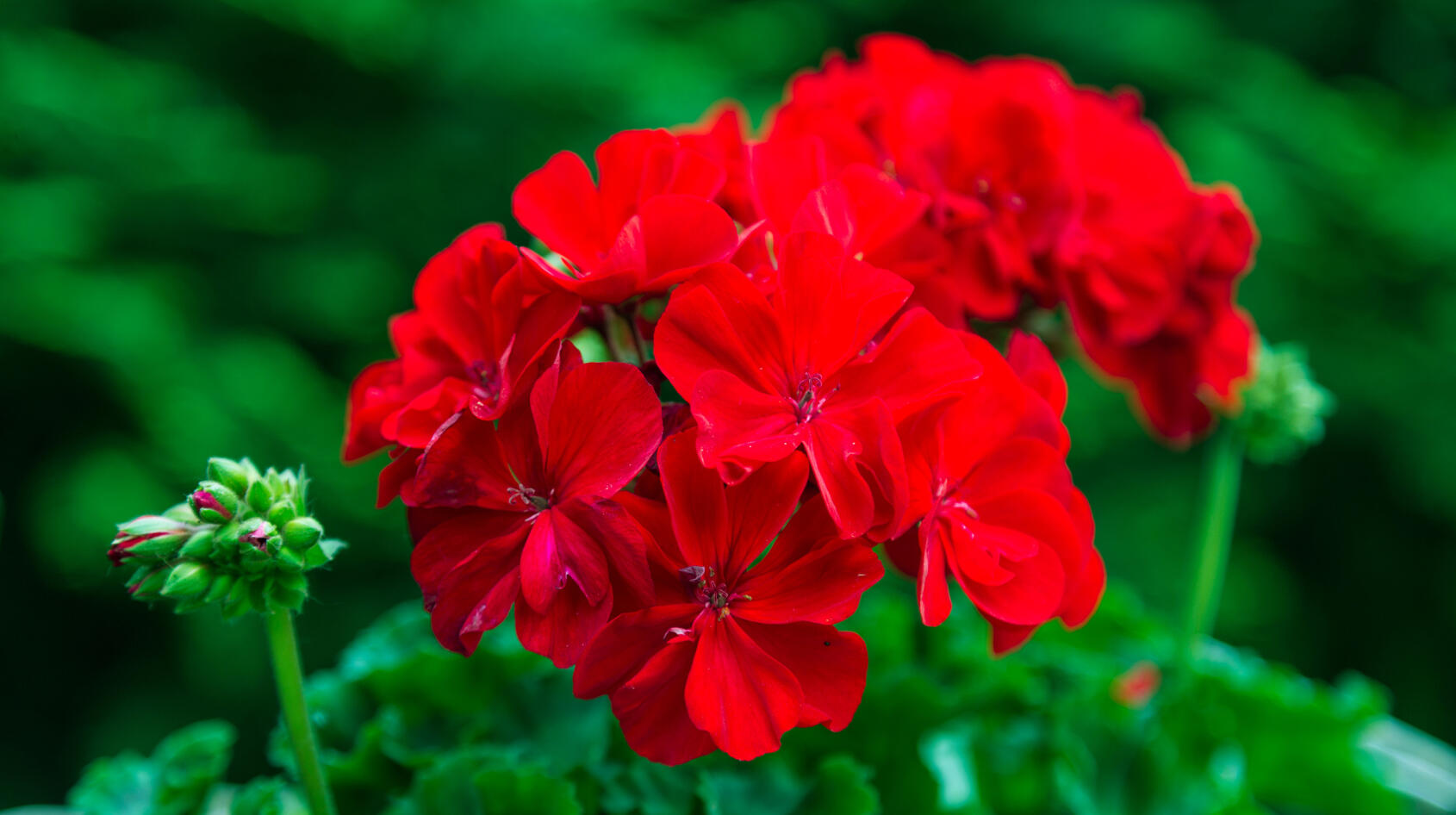 Pelargonfrossa!