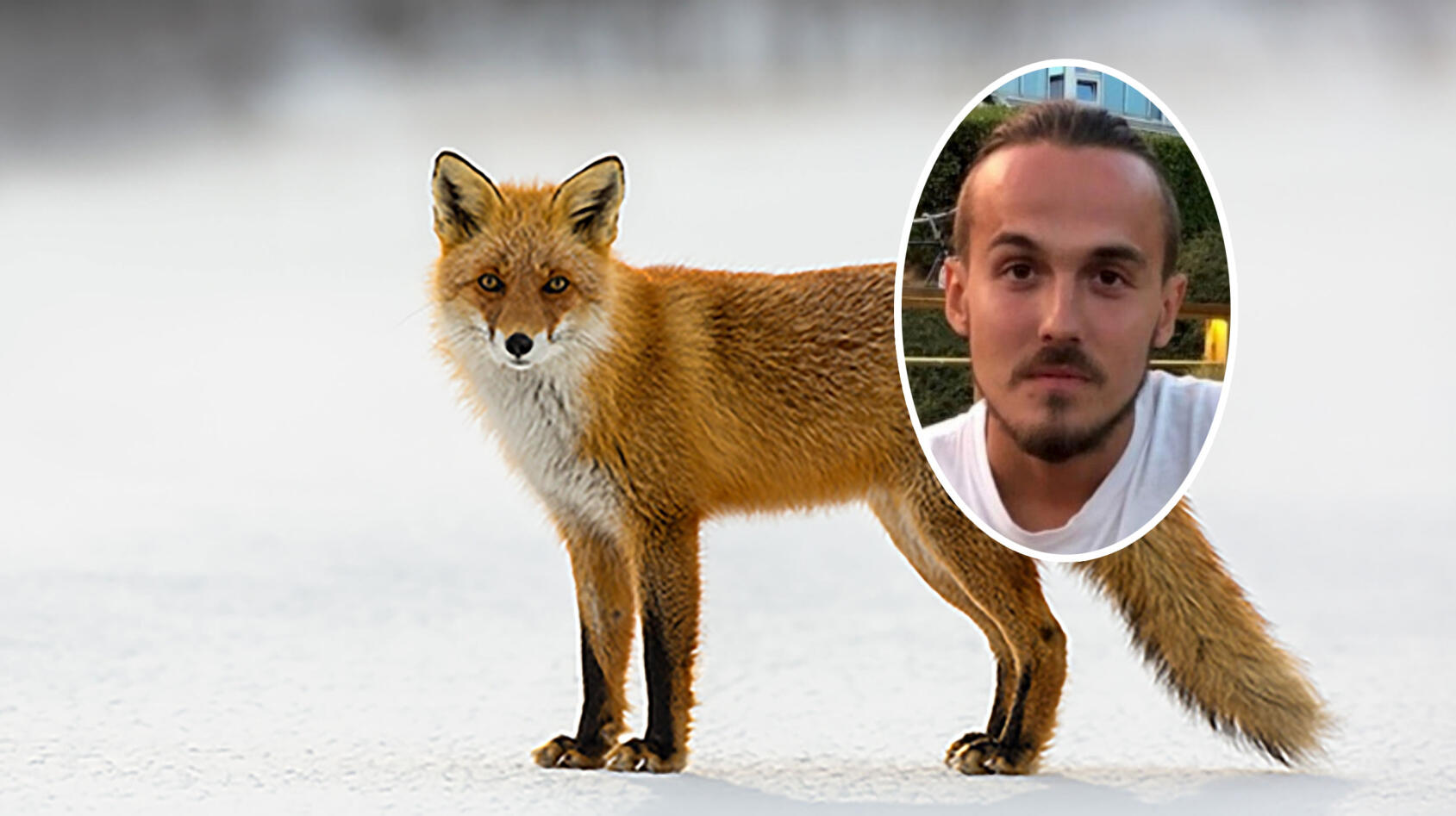 Victor mötte räven – mitt i stan