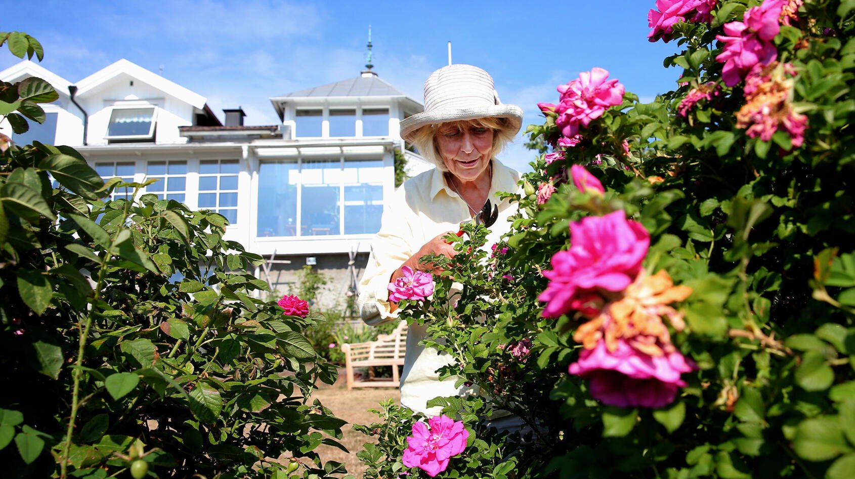 Margaretas fantastiska rosor