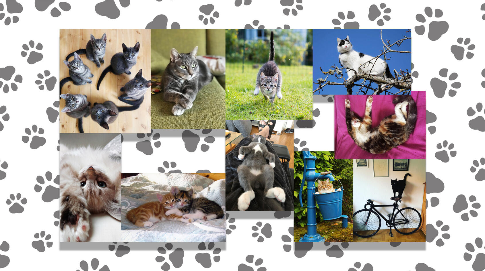 Här är Sveriges sötaste kattbild!