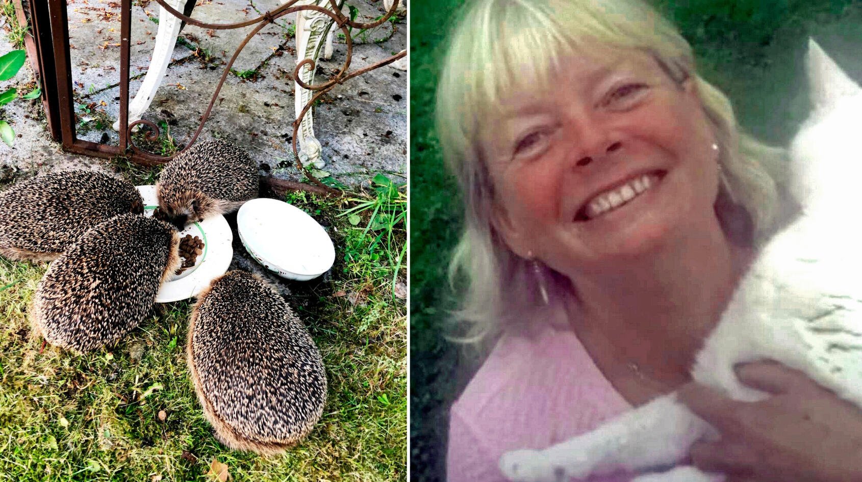 Igelkottarna är stammisar hos Carina