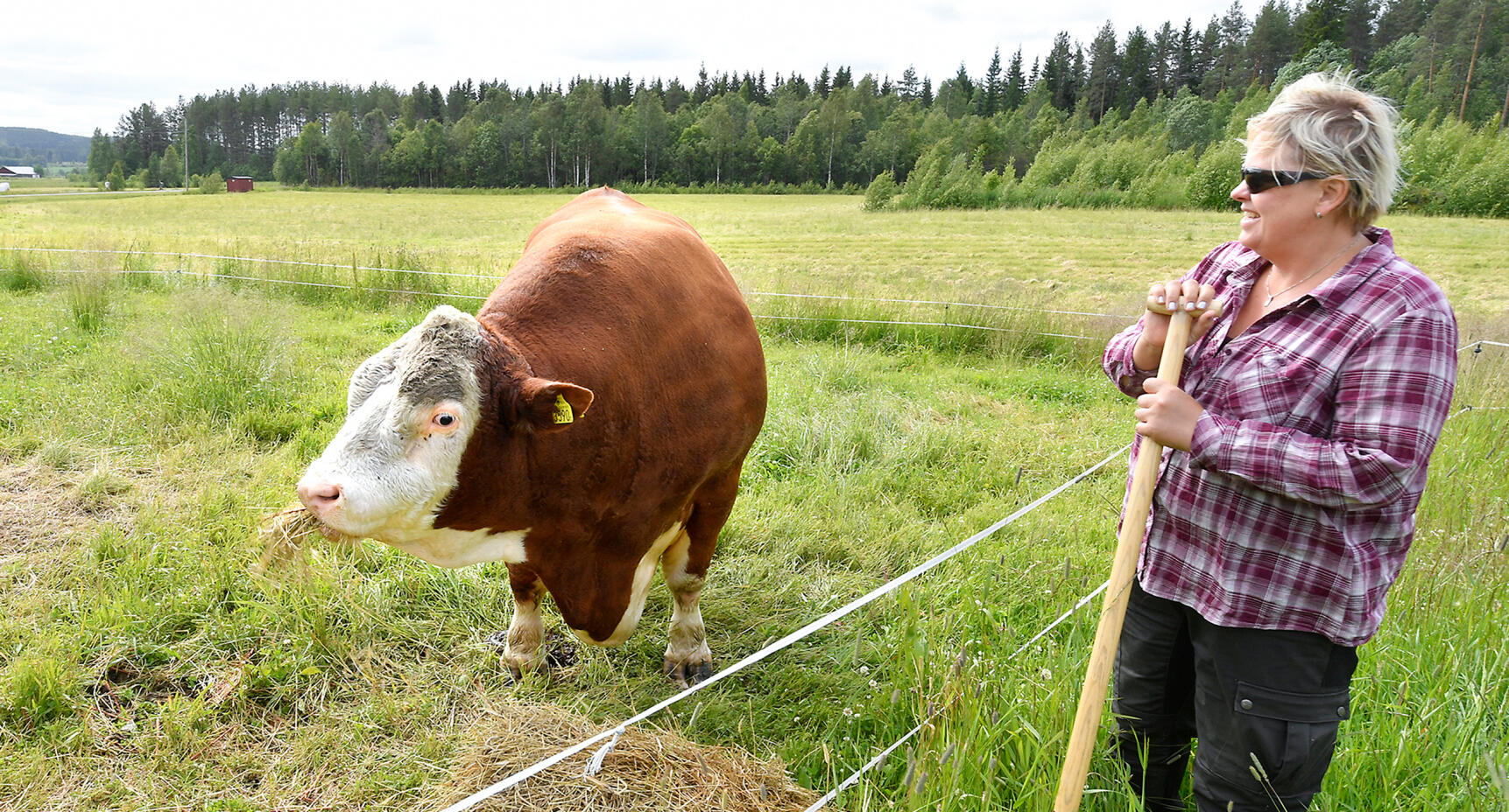 Bantning ska göra Prinsen pilsk!