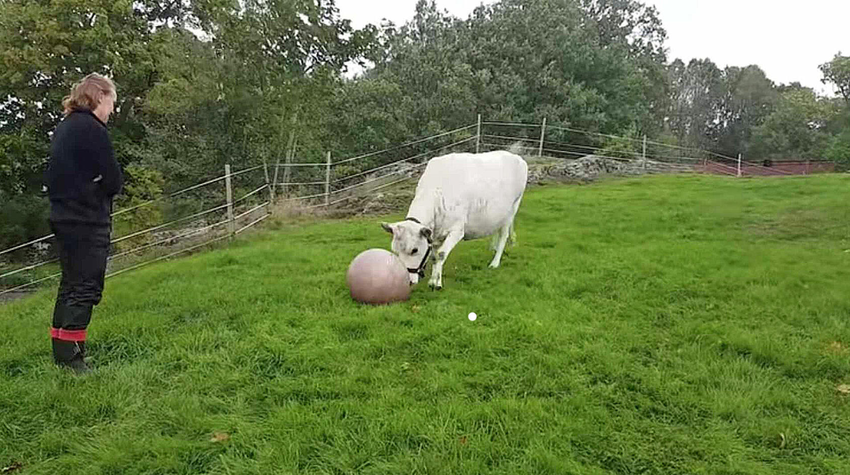 Fjällkon Lotta älskar att spela boll!