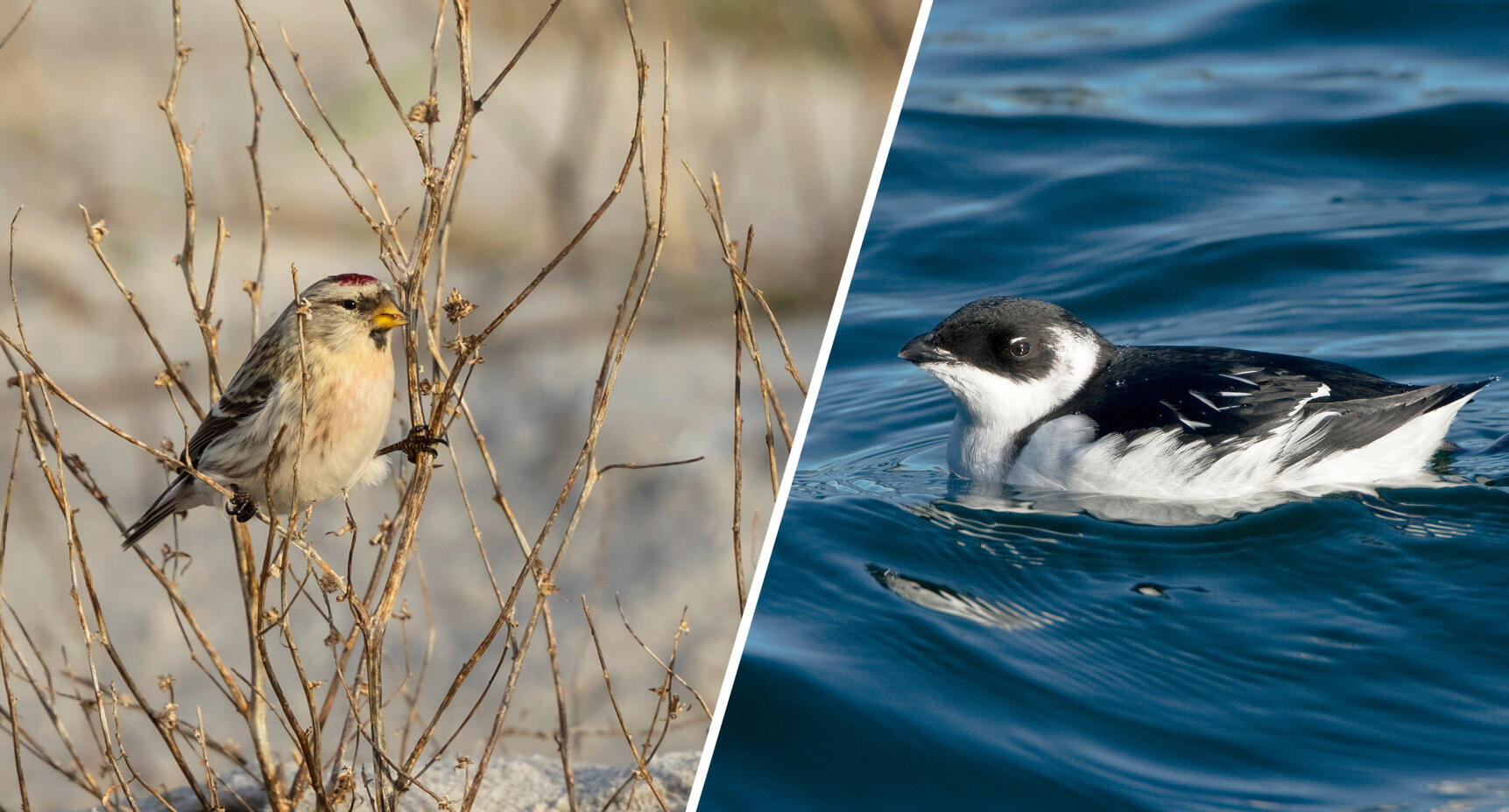 Visst finns det turdagar för naturälskare!