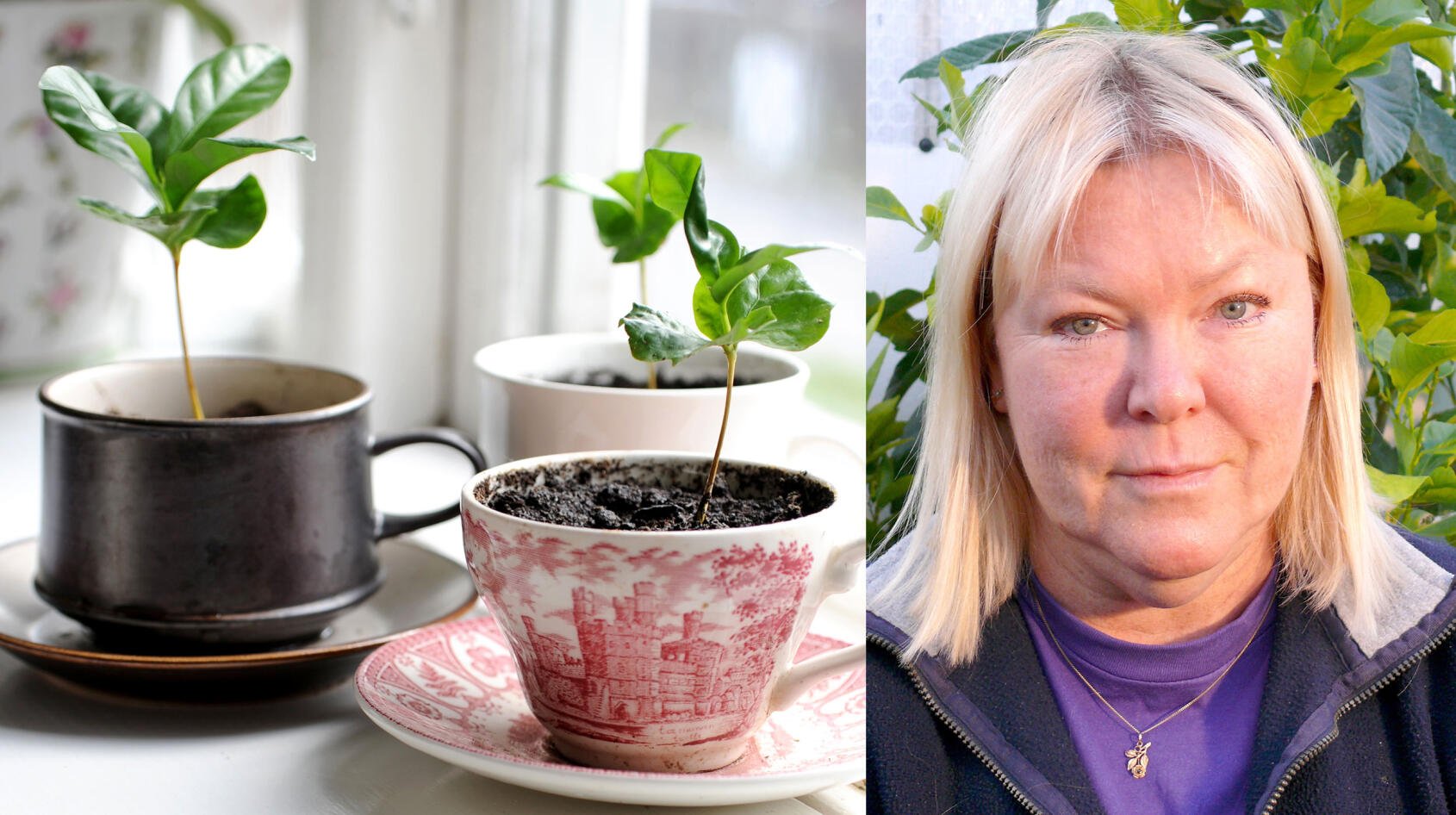 Eva odlar sitt kaffe hemma i fönsterkarmen