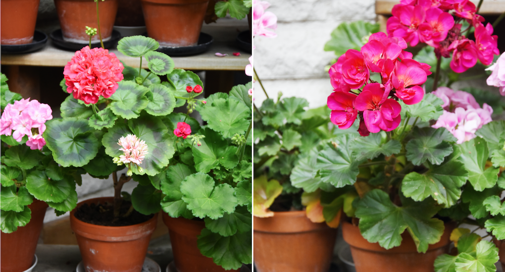 Pelargoner har en lång blomningstid och är otroligt lättodlade. Foto: Linda Sellman, Jenny Olsson