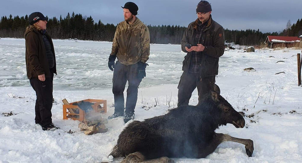 Älgkalven var helt utmattad och det krävdes stora ansträngningar för att få den på benen igen. (Privat bild)